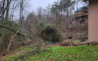 What Should I Do With Storm-Damaged Trees In My Yard?