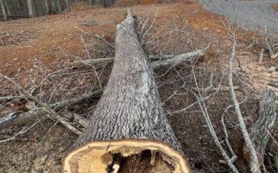 How Often Do Trees Need to Be Maintained?