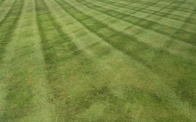 How to Prevent Your Grass from Looking Brown After Mowing