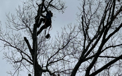 When Is the Best Time for Summer Tree Trimming?
