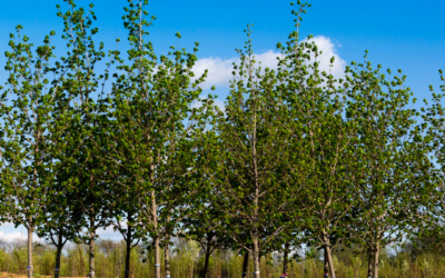 Why Planting a Tree Today Could Help Your Home Tomorrow