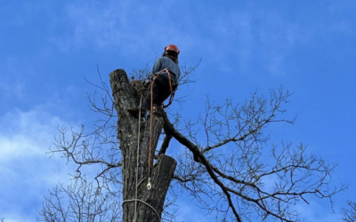 What To Look For In Your Trees After a Spring Storm