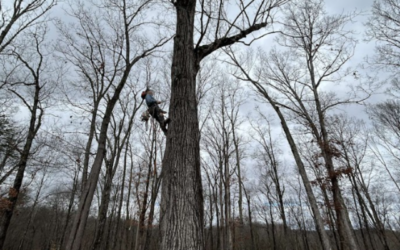 Best Tree Service in Maryville, TN