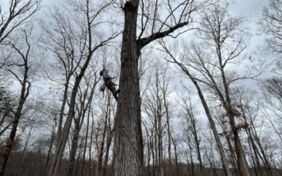 What Are The Signs That A Tree May Fall During A Storm?